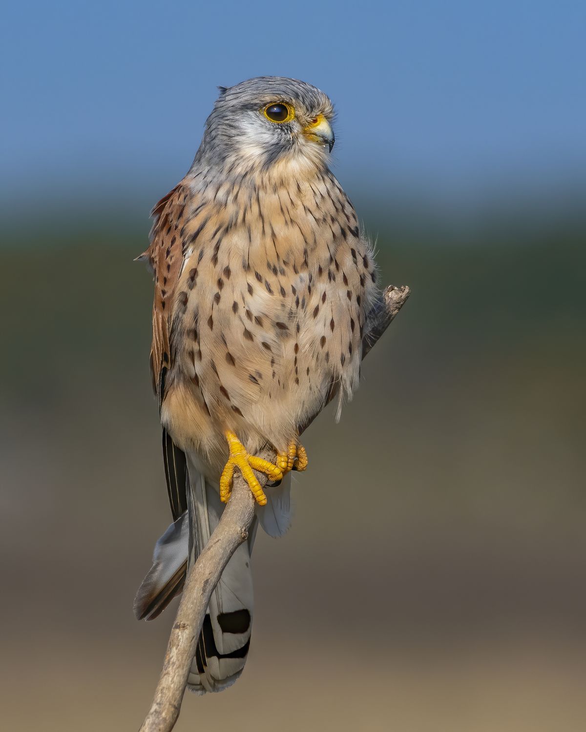 kestral (3)